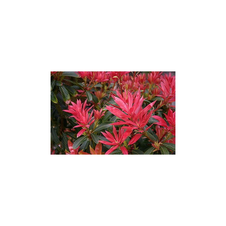 Pieris japonica'Forrest Flame' 
